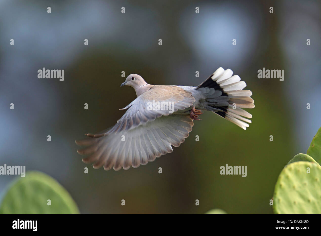 Collared dove flying flight hires stock photography and images Alamy