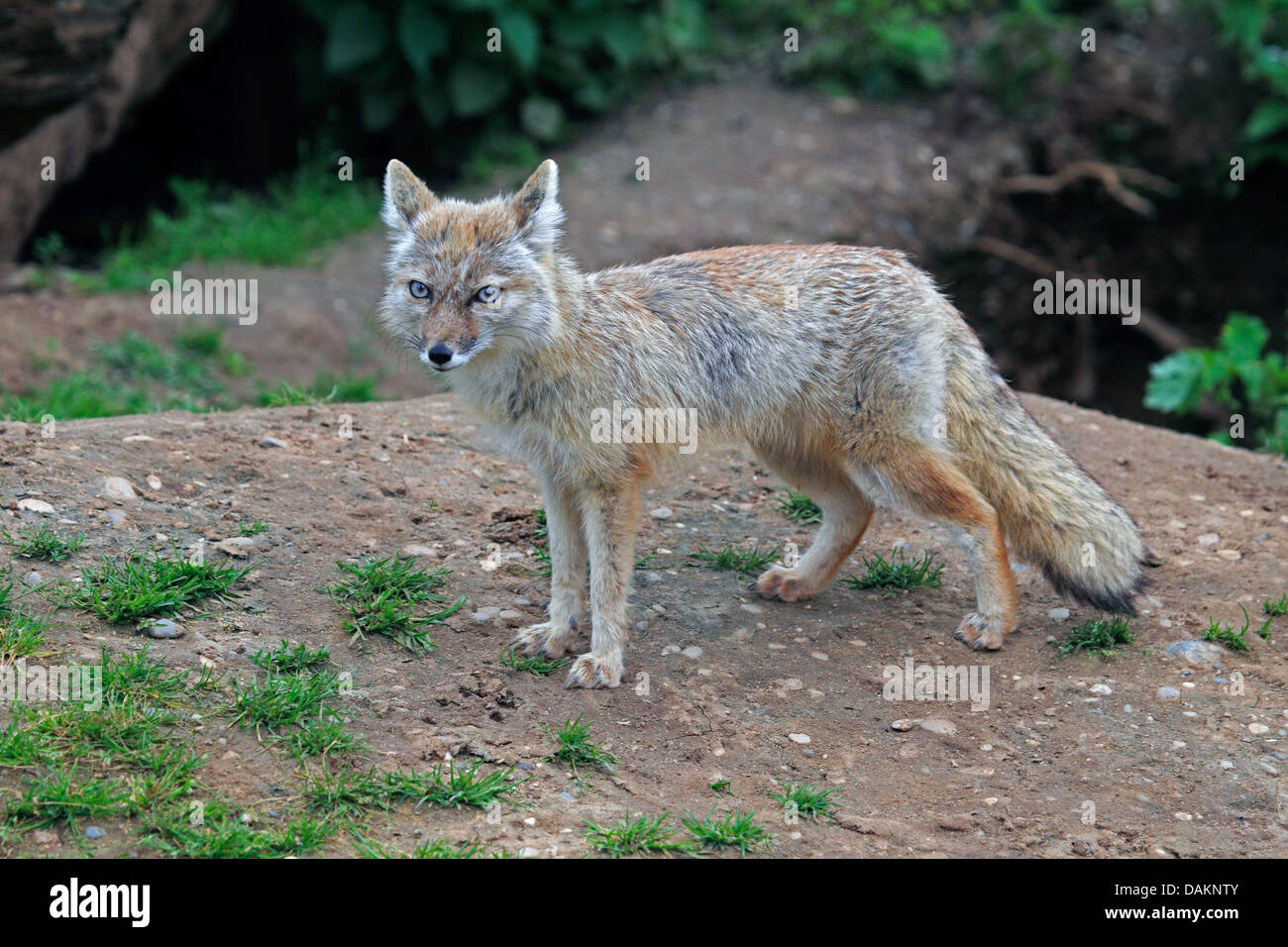 Corsac fox (Vulpes corsac), in outdoor enclosure Stock Photo
