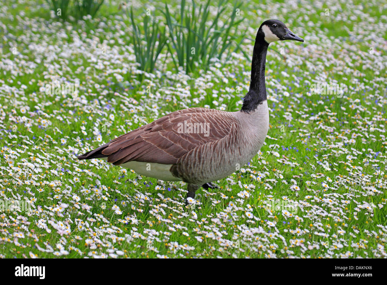 Canada goose (Branta canadensis), in flower meadow, Germany Stock Photo