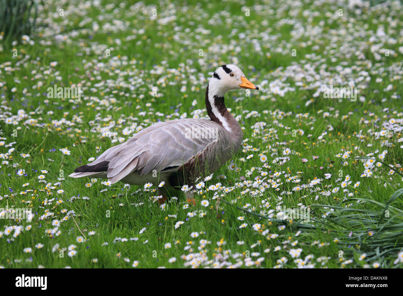 bar-headed goose (Anser indicus), in flower meadow, Germany Stock Photo