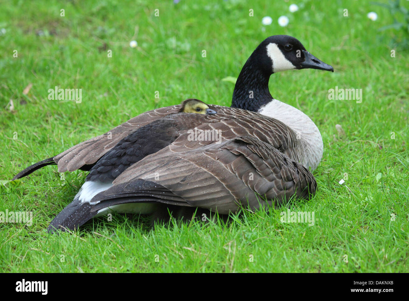 Canada goose branta canadensis jeans 2025
