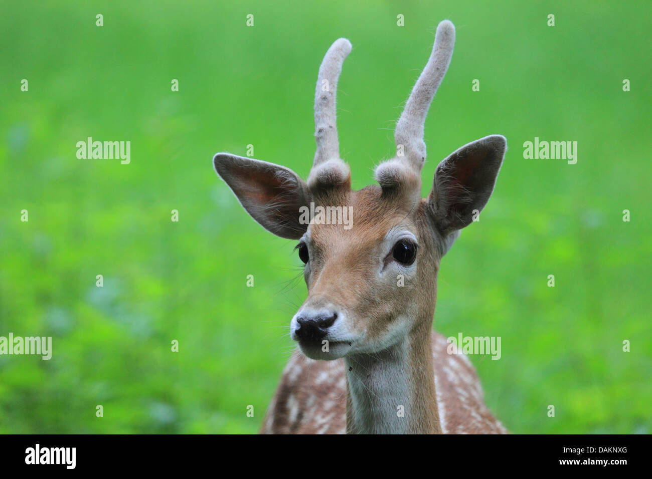 fallow deer (Dama dama, Cervus dama), male, velvet, Germany Stock Photo
