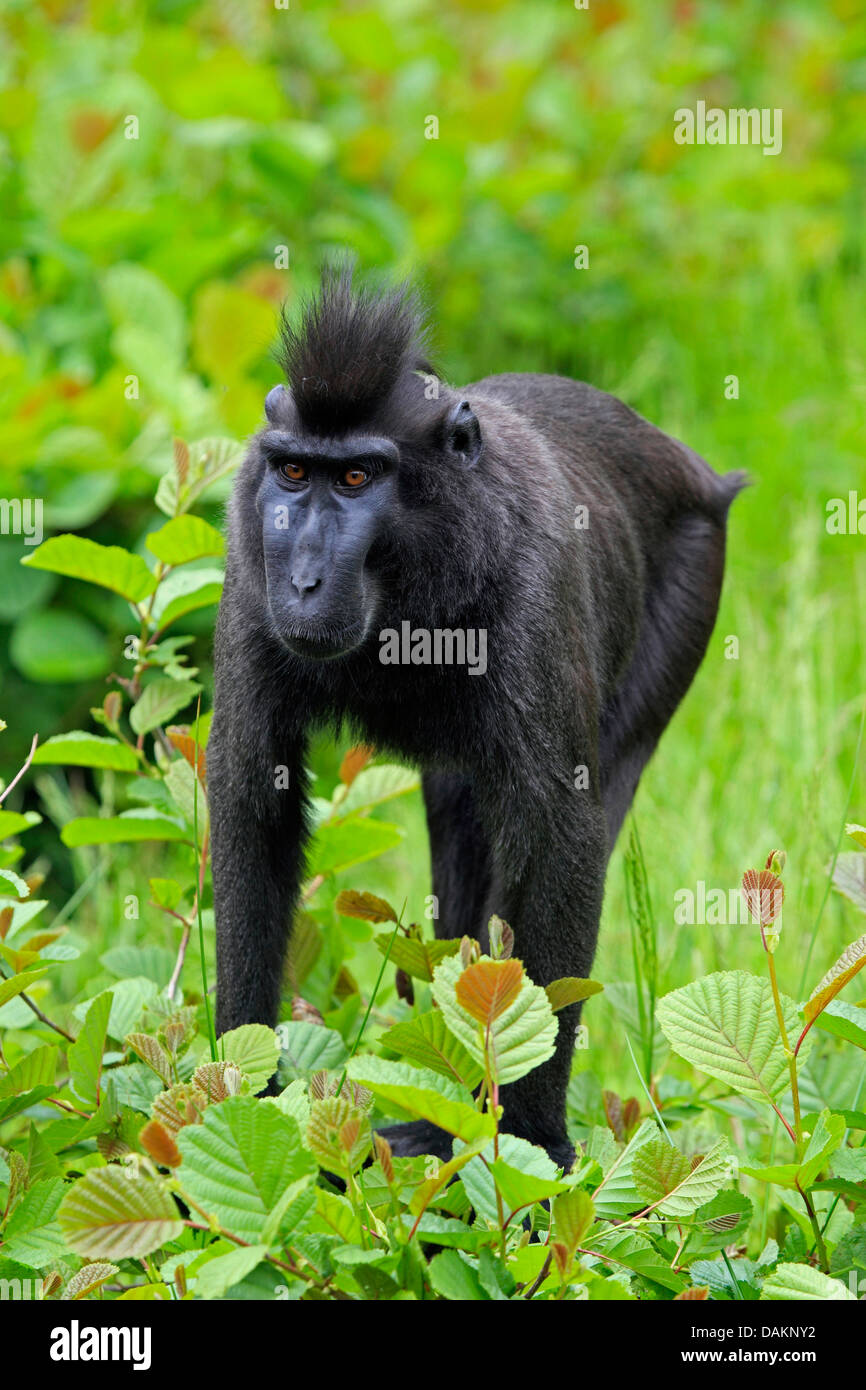 Celebes ape, Celebes black ape (Macaca nigra, Cynopithecus niger), in outdoor enclosure Stock Photo