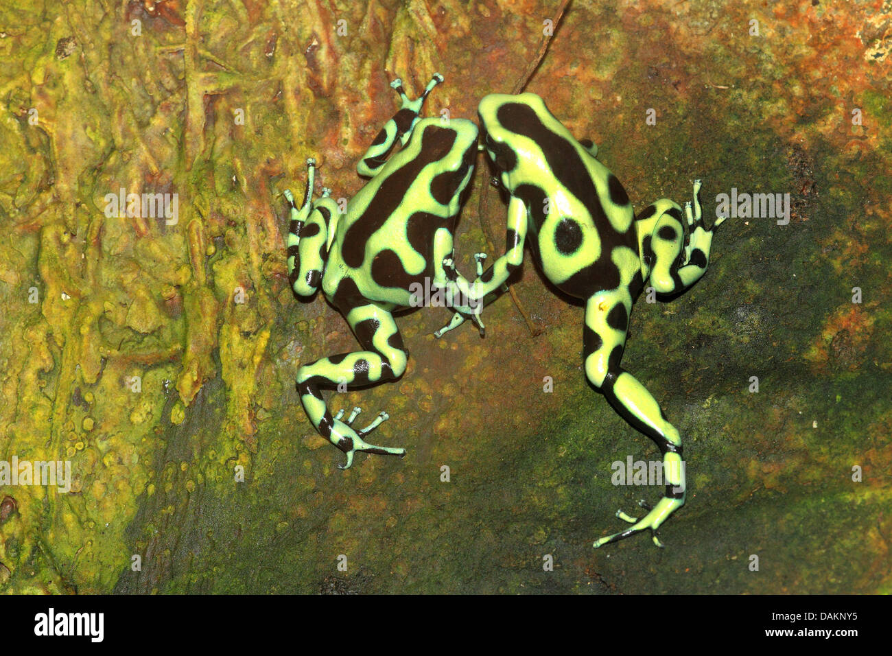 Green and black poison-arrow frog, Green and black poison frog (Dendrobates auratus), two frogs on a stone Stock Photo