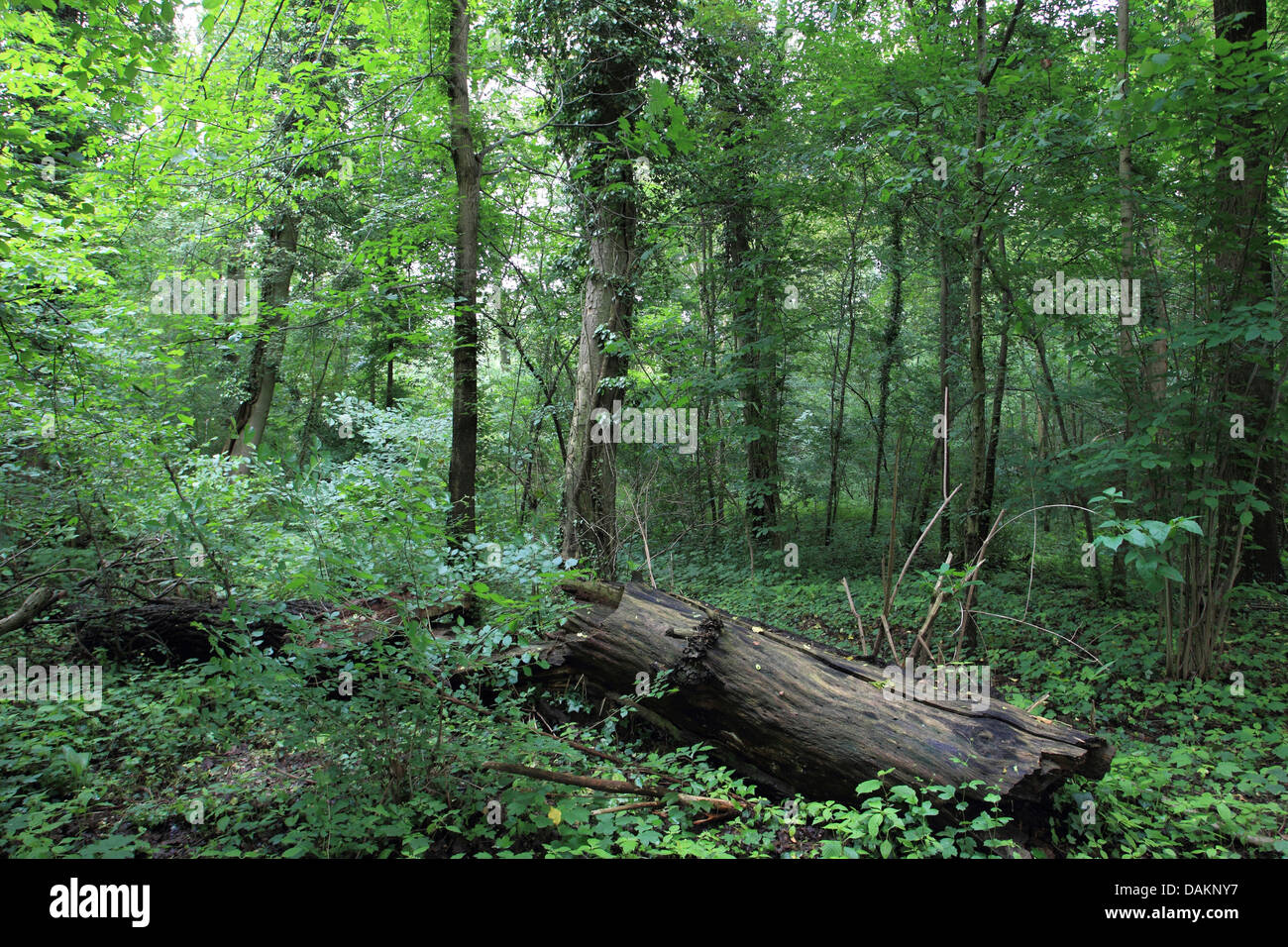 floodplain forest in summer, Germany Stock Photo