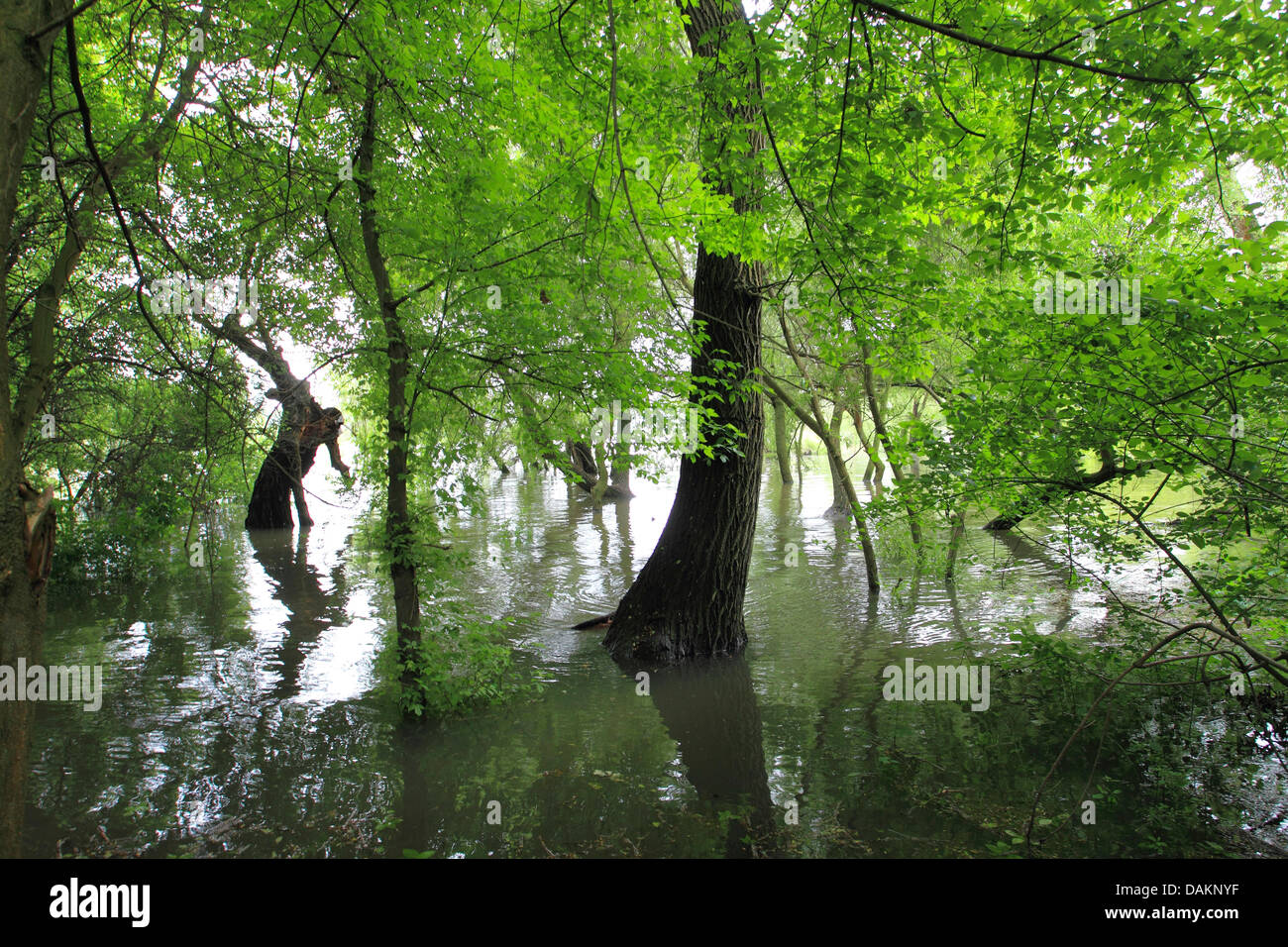 floodplain forest in summer, flooded, Germany Stock Photo