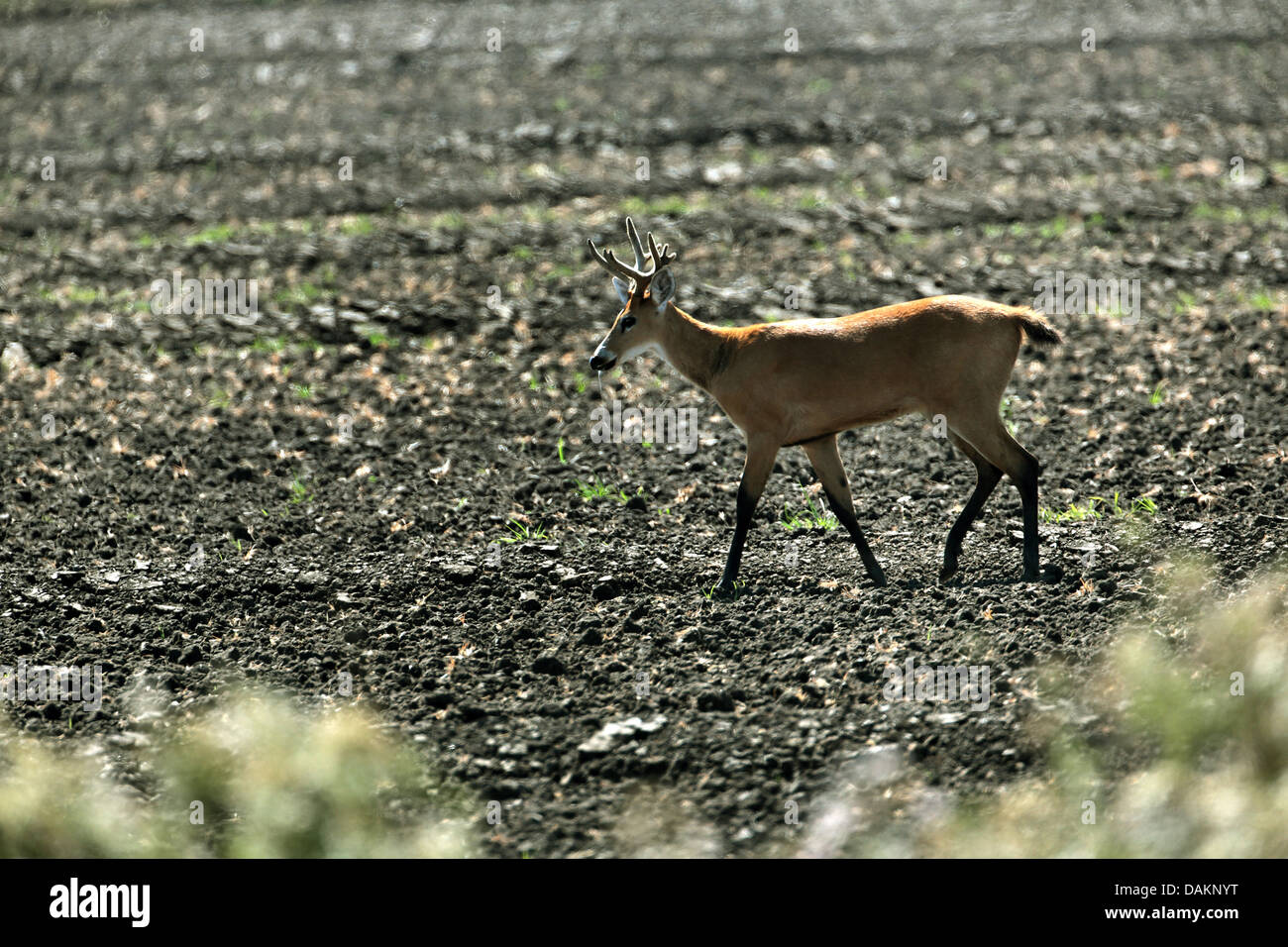 marsh deer, swamp deer (Blastocerus dichotomus, Odocoileus dichotomus), male, Brazil, Mato Grosso do Sul Stock Photo