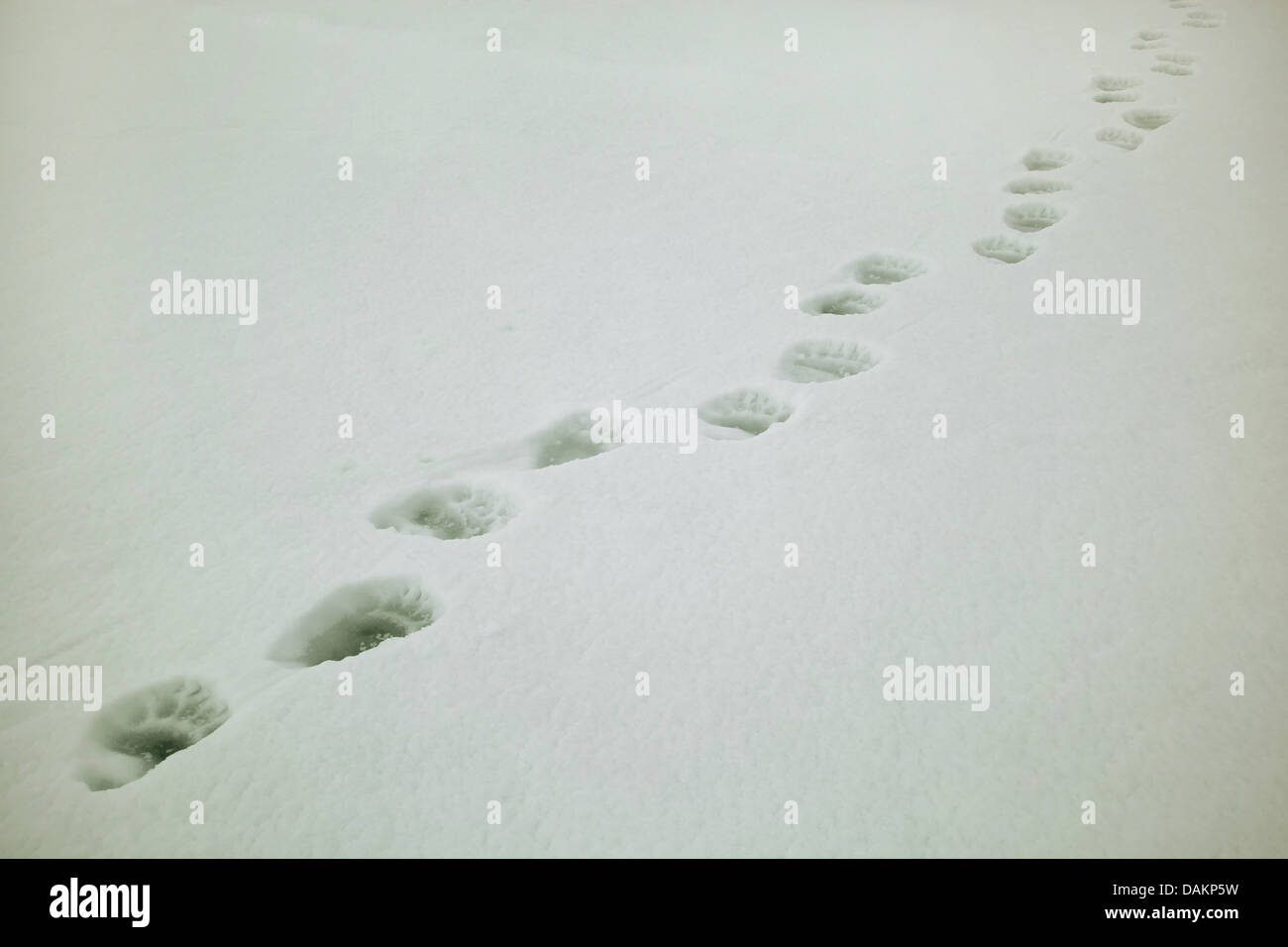 polar bear (Ursus maritimus), polar bear tracks in snow, Canada