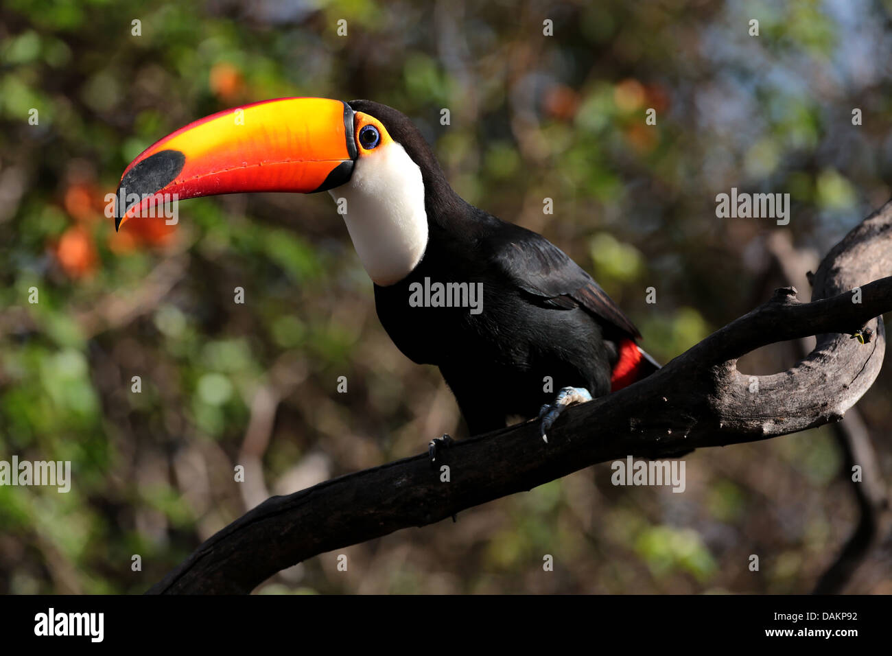 Common toucan hi-res stock photography and images - Alamy