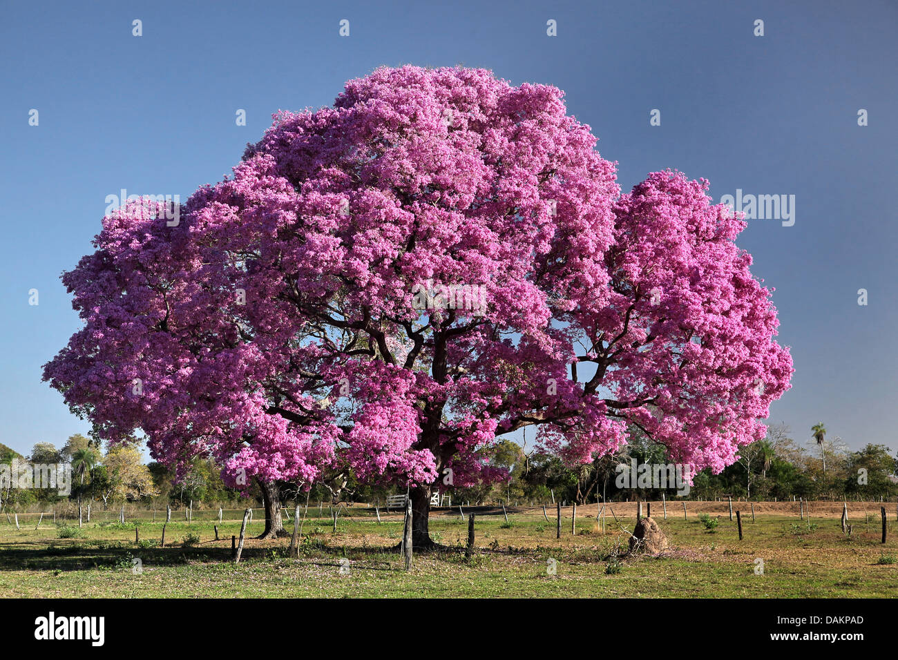 Pau d'arco, Pink Lapacho, Pink Ipe, Purple Tabebuia (Tabebuia impetiginosa, Handroanthus impetiginosus), blooming trees, Brazil, Pantanal Stock Photo