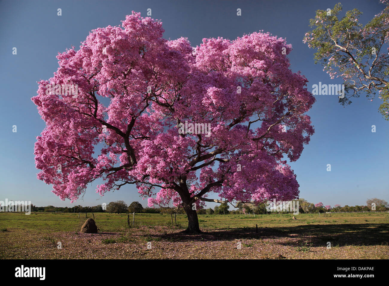 Pau d'arco, Pink Lapacho, Pink Ipe, Purple Tabebuia (Tabebuia impetiginosa, Handroanthus impetiginosus), blooming tree, Brazil, Pantanal Stock Photo