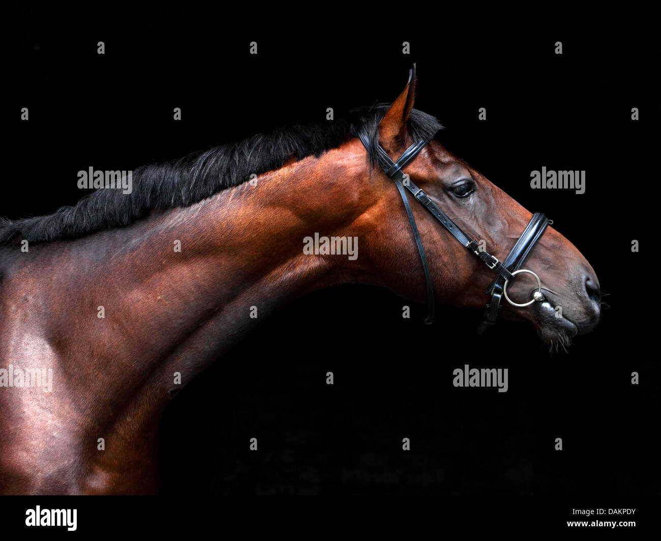 Trakehner stallion with classic bridle on black background Stock Photo