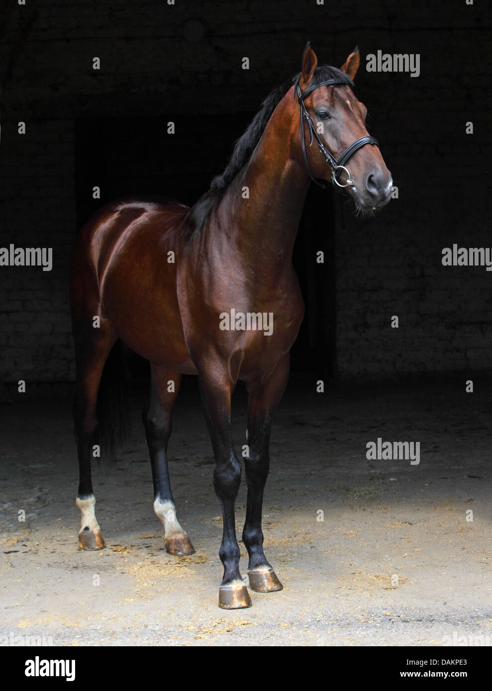 Young Trakehner stallion low key portrait Stock Photo