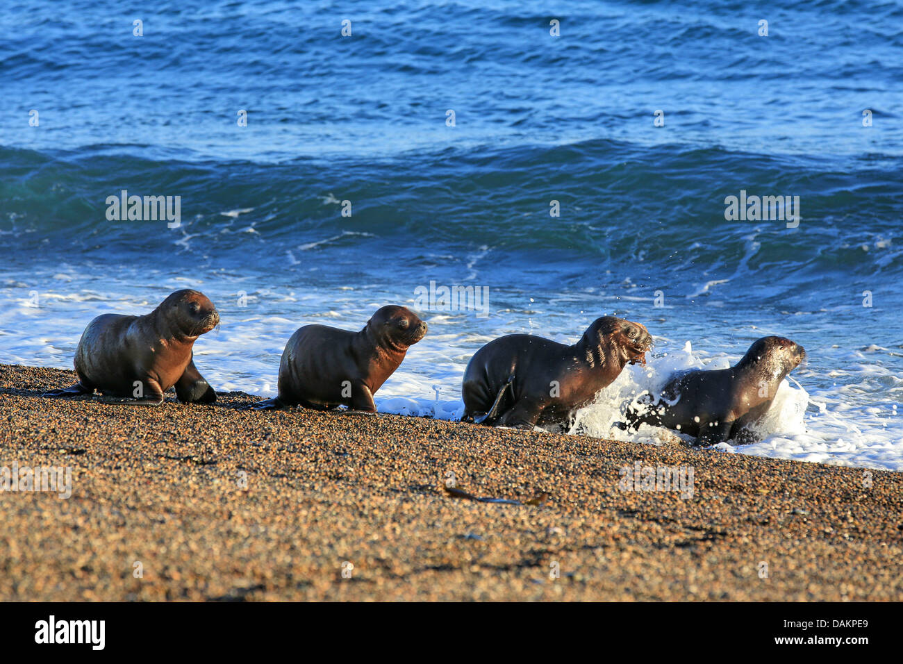 Southern sea lion, South American sea lion, Patagonian sea lion (Otaria flavescens, Otaria byronia), puppies crawling to the surf, Argentina, Patagonia, Valdes Stock Photo