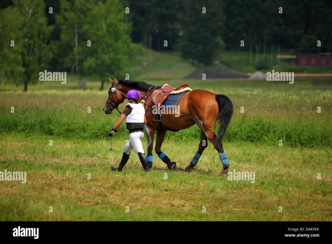 Young woman leading horse through grassy field Stock Photo