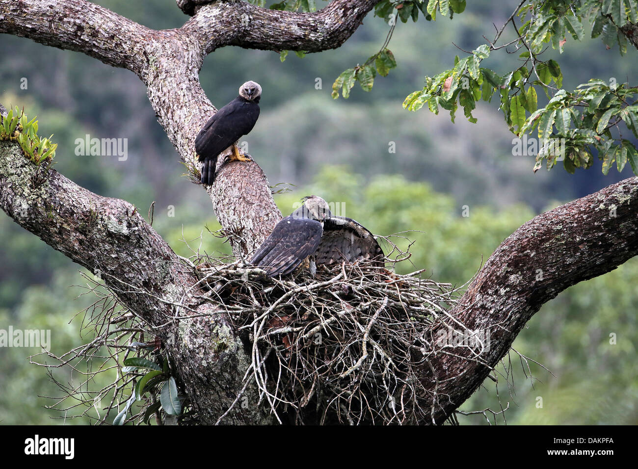 largest eagle of the
