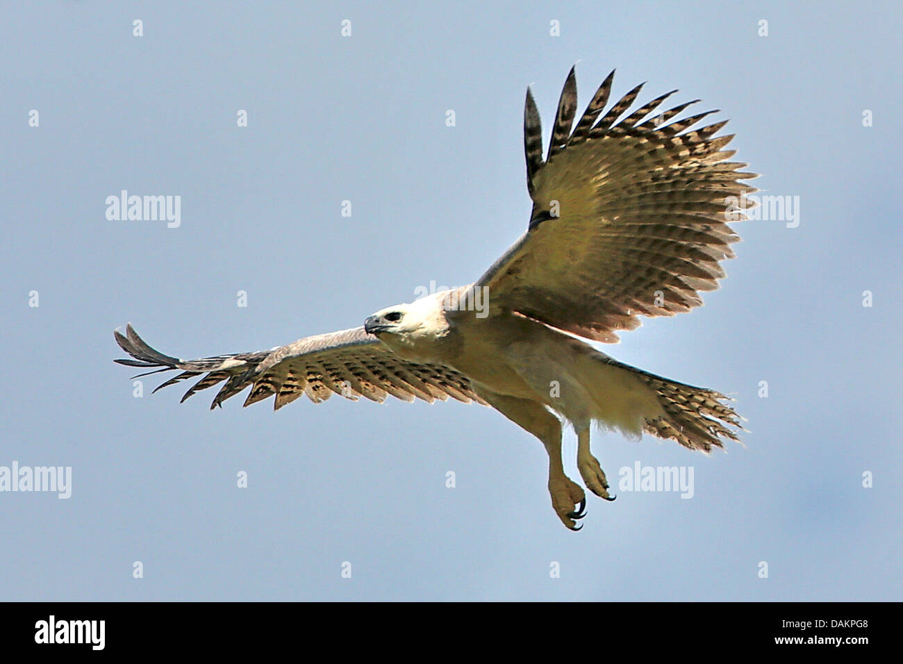 https://c8.alamy.com/comp/DAKPG8/harpy-eagle-harpia-harpyja-immature-on-the-fly-largest-eagle-of-the-DAKPG8.jpg