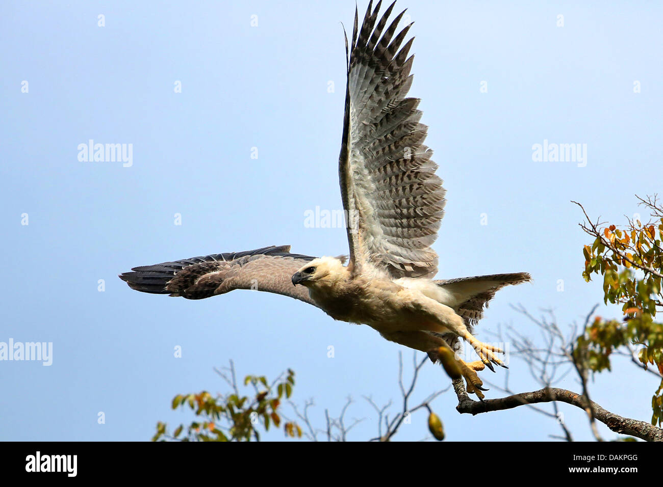 Harpy eagle (Harpia harpyja), Immature at the first tries to fly