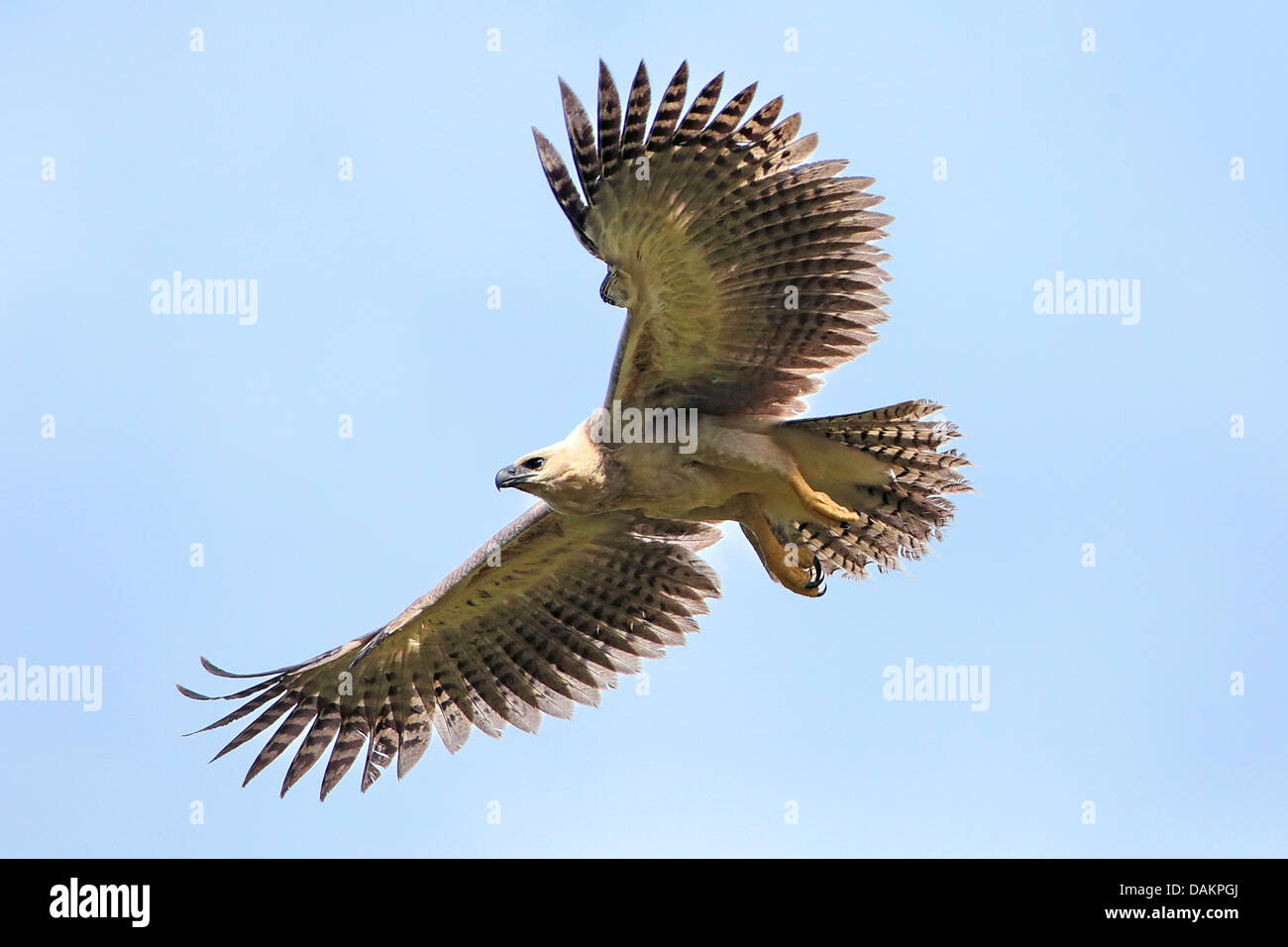 Most Deadly Eagles Attacks 2019 Golden Eagle Vs Goat Hawk Vs Rattlesnake Eagle Vs Monkey