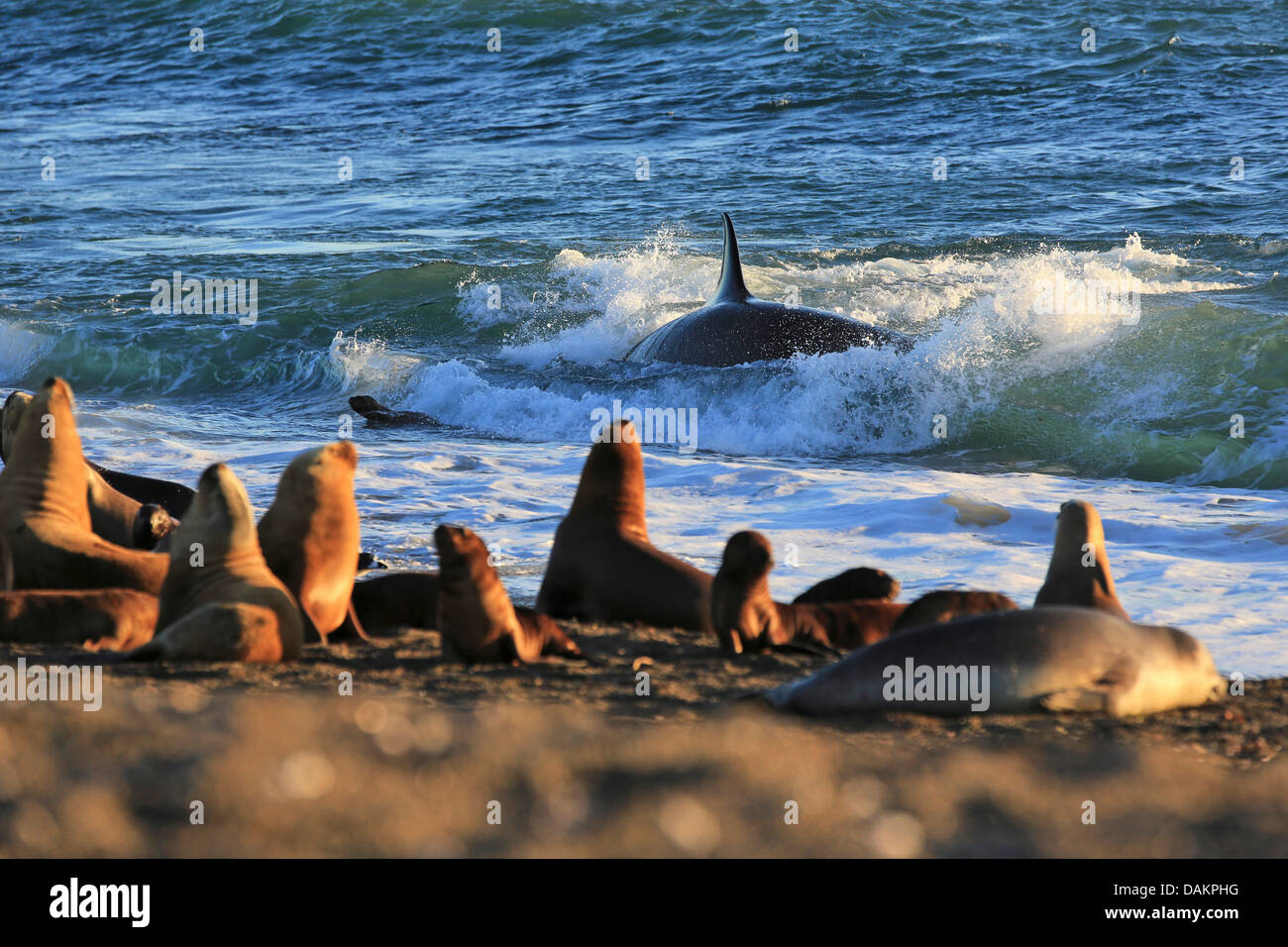 orca, great killer whale, grampus (Orcinus orca), in the surf near a sea lions colony, Argentina, Patagonia, Valdes Stock Photo