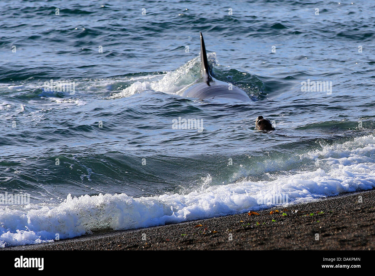 orca, great killer whale, grampus (Orcinus orca), attacking a southern sea lion, Argentina, Patagonia, Valdes Stock Photo
