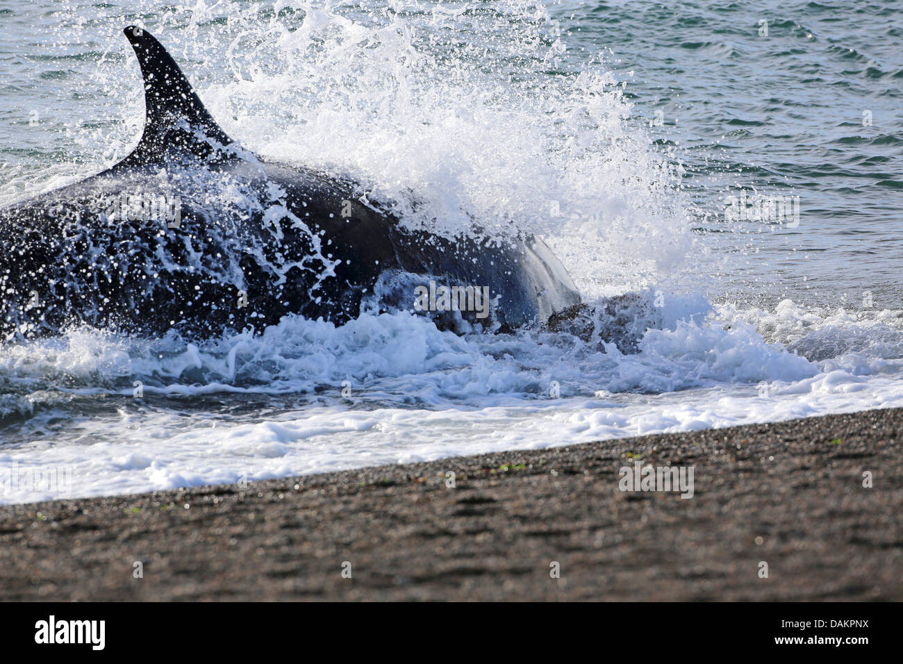 orca, great killer whale, grampus (Orcinus orca), trying to get again into deeper water after the attack on the seal, Argentina, Patagonia, Valdes Stock Photo