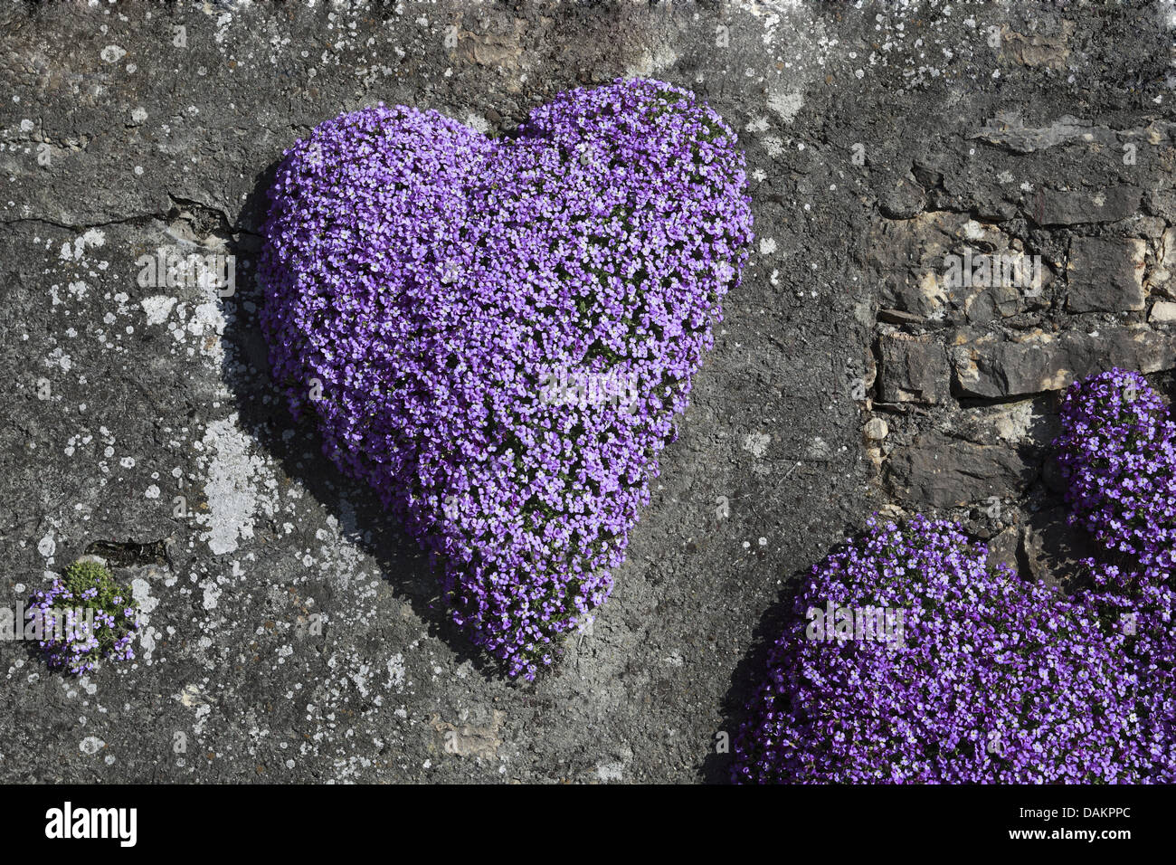 purple rock cress (Aubrieta spec.), at a wall in shape of a heart, Switzerland Stock Photo