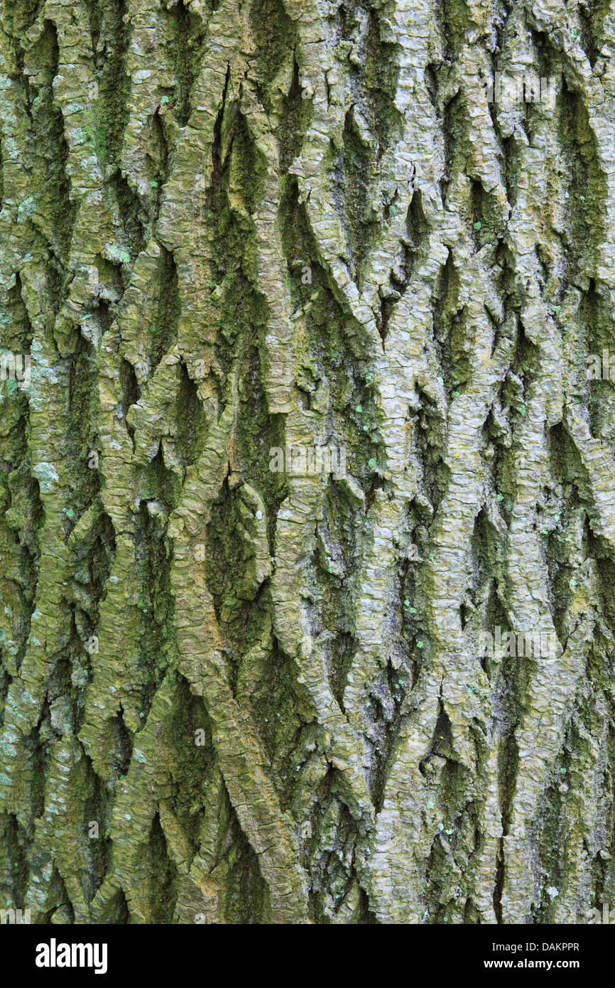 Norway Maple Acer Platanoides Bark Of A Maple Switzerland Stock Photo Alamy Norway Maple Acer Platanoides Bark Of A Maple Switzerland Stock Photo Alamy