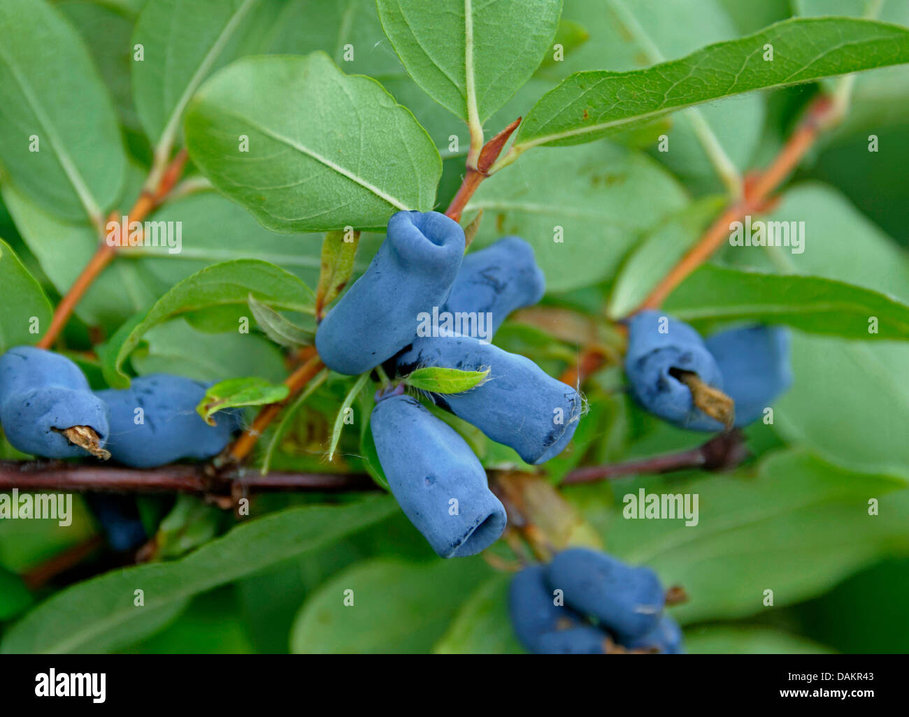 Blue-berried honeysuckle, Bluefly honeysuckle, Sweetberry honeysuckle (Lonicera caerulea 'Amur', Lonicera caerulea Amur), vultivar Amur Stock Photo