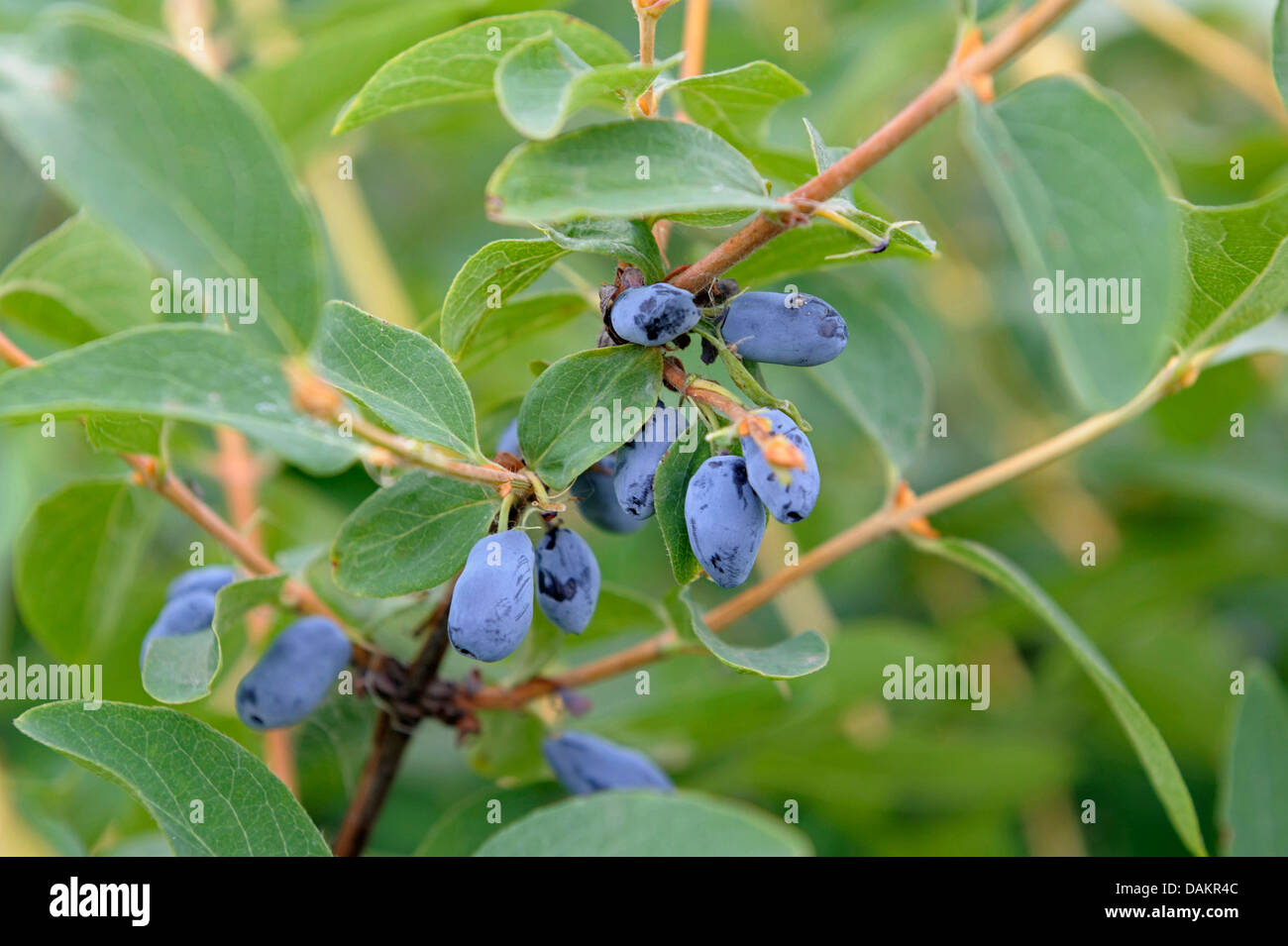 Blue-berried honeysuckle, Bluefly honeysuckle, Sweetberry honeysuckle (Lonicera caerulea var. kamtschatica), branch with fruits Stock Photo