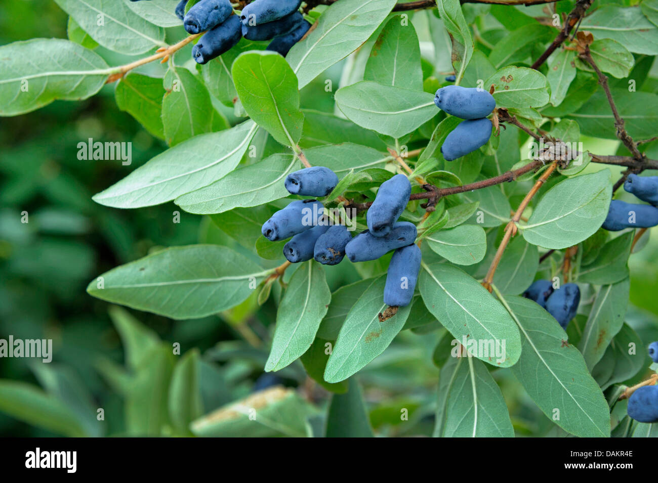 Blue-berried honeysuckle, Bluefly honeysuckle, Sweetberry honeysuckle (Lonicera caerulea var. kamtschatica), branch with fruits Stock Photo