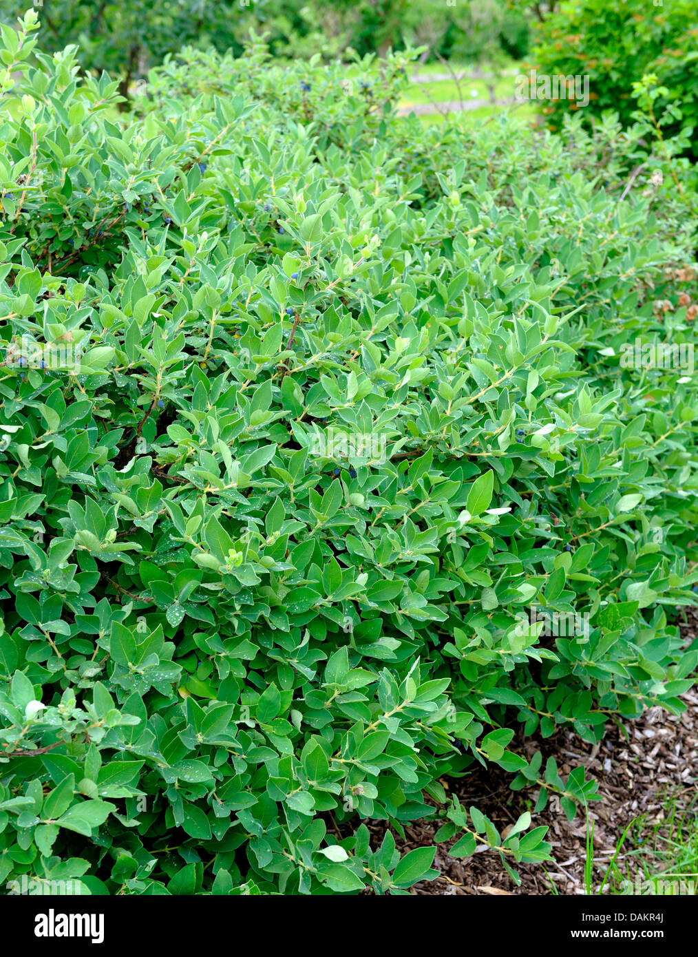 Blue-berried honeysuckle, Bluefly honeysuckle, Sweetberry honeysuckle (Lonicera caerulea var. kamtschatica) Stock Photo