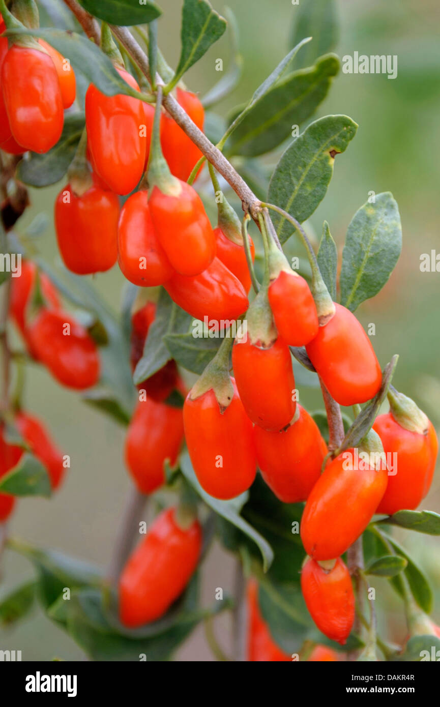 Chinese wolfberry, Chinese boxthorn, Himalayan goji (Lycium barbarum 'No1 Lifeberry', Lycium barbarum No1 Lifeberry), branch with berries Stock Photo