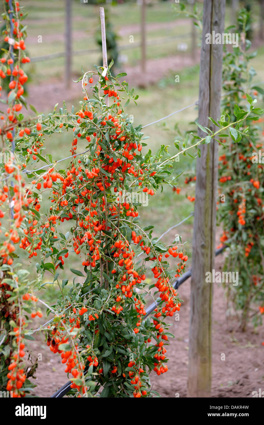 Chinese wolfberry, Chinese boxthorn, Himalayan goji (Lycium barbarum 'No1 Lifeberry', Lycium barbarum No1 Lifeberry), branch with berries Stock Photo