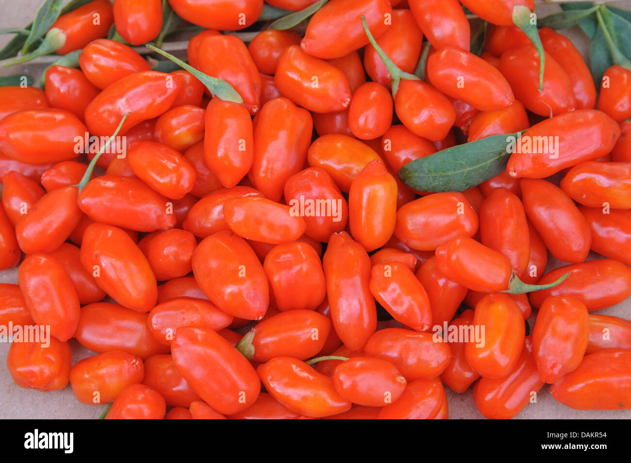 Chinese wolfberry, Chinese boxthorn, Himalayan goji (Lycium barbarum 'No1 Lifeberry', Lycium barbarum No1 Lifeberry), collected goji berries Stock Photo