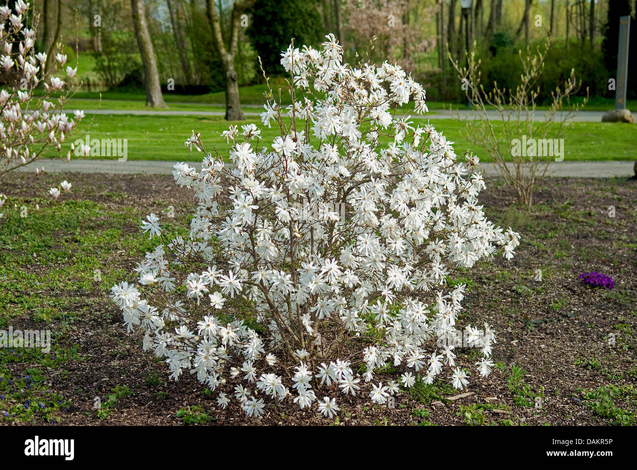 star magnolia (Magnolia stellata 'Royal Star', Magnolia stellata Royal Star), cultivar Royal Star, Germany Stock Photo