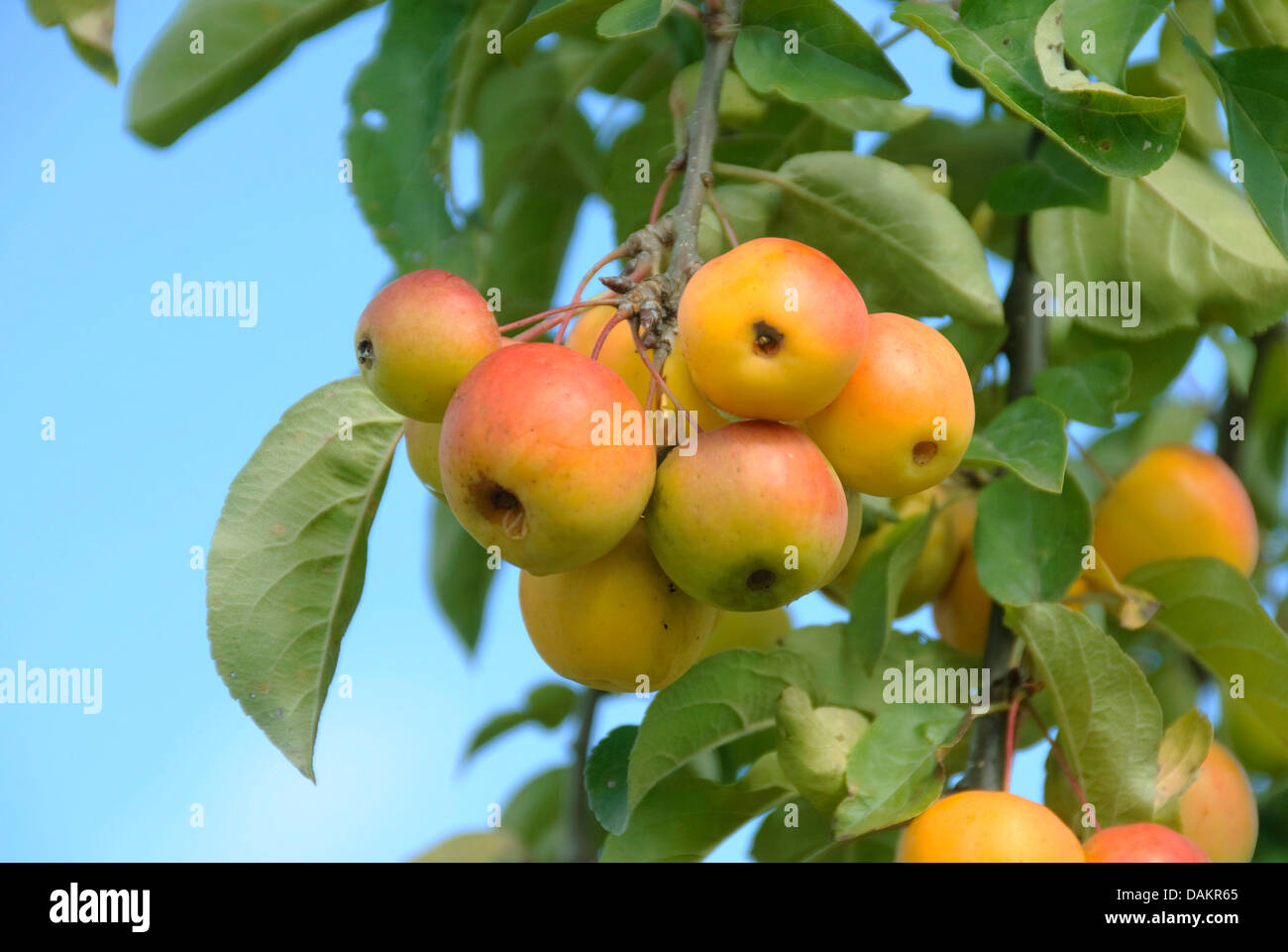 Japanese Crab (Malus 'Butterball', Malus Butterball), cultivar Butterball, branch with fruits Stock Photo