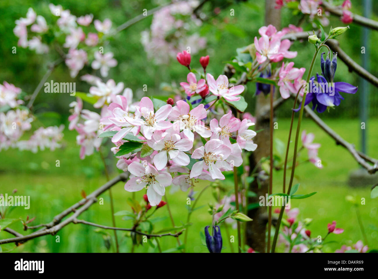 Ornamental Apple (Malus spec.), blooming Stock Photo