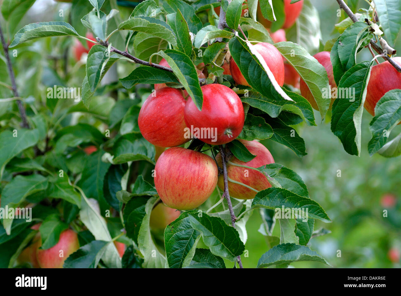 apple tree (Malus domestica 'Dalinip', Malus domestica Dalinip), cultivar Dalinip, Germany Stock Photo