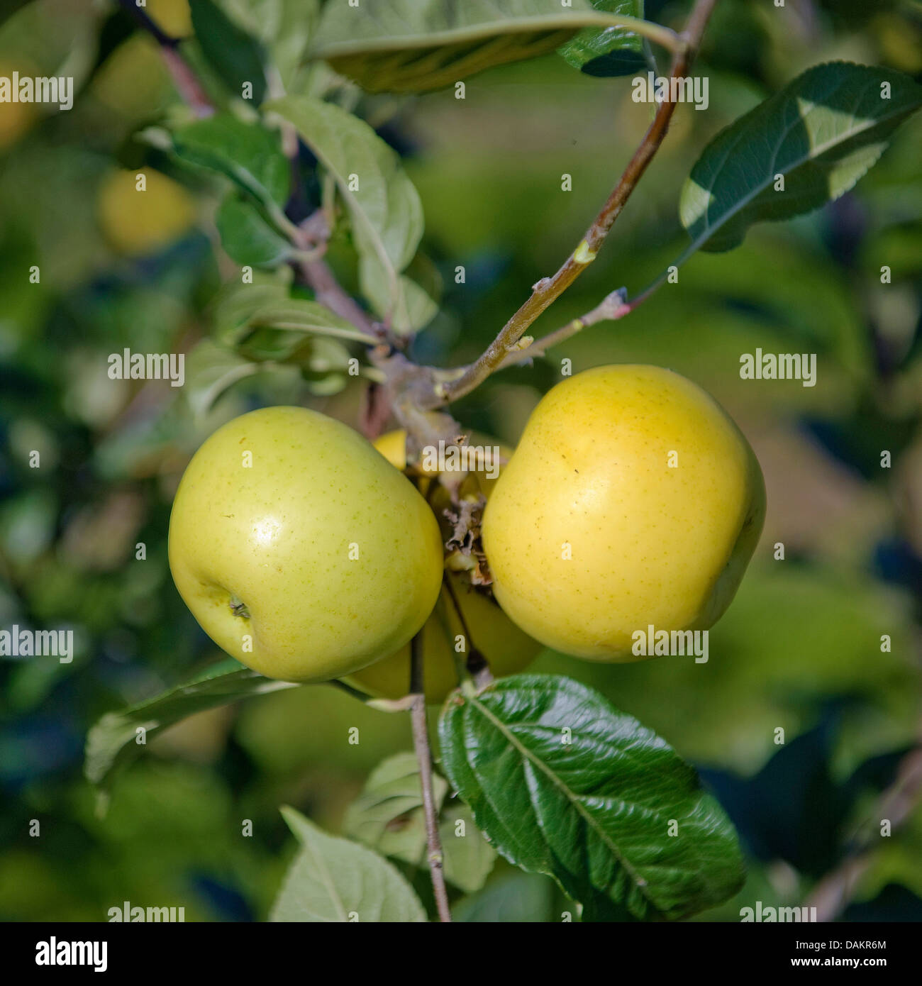 apple tree (Malus domestica 'Engelsberger Renette', Malus domestica Engelsberger Renette), cultivar Engelsberger Renette Stock Photo