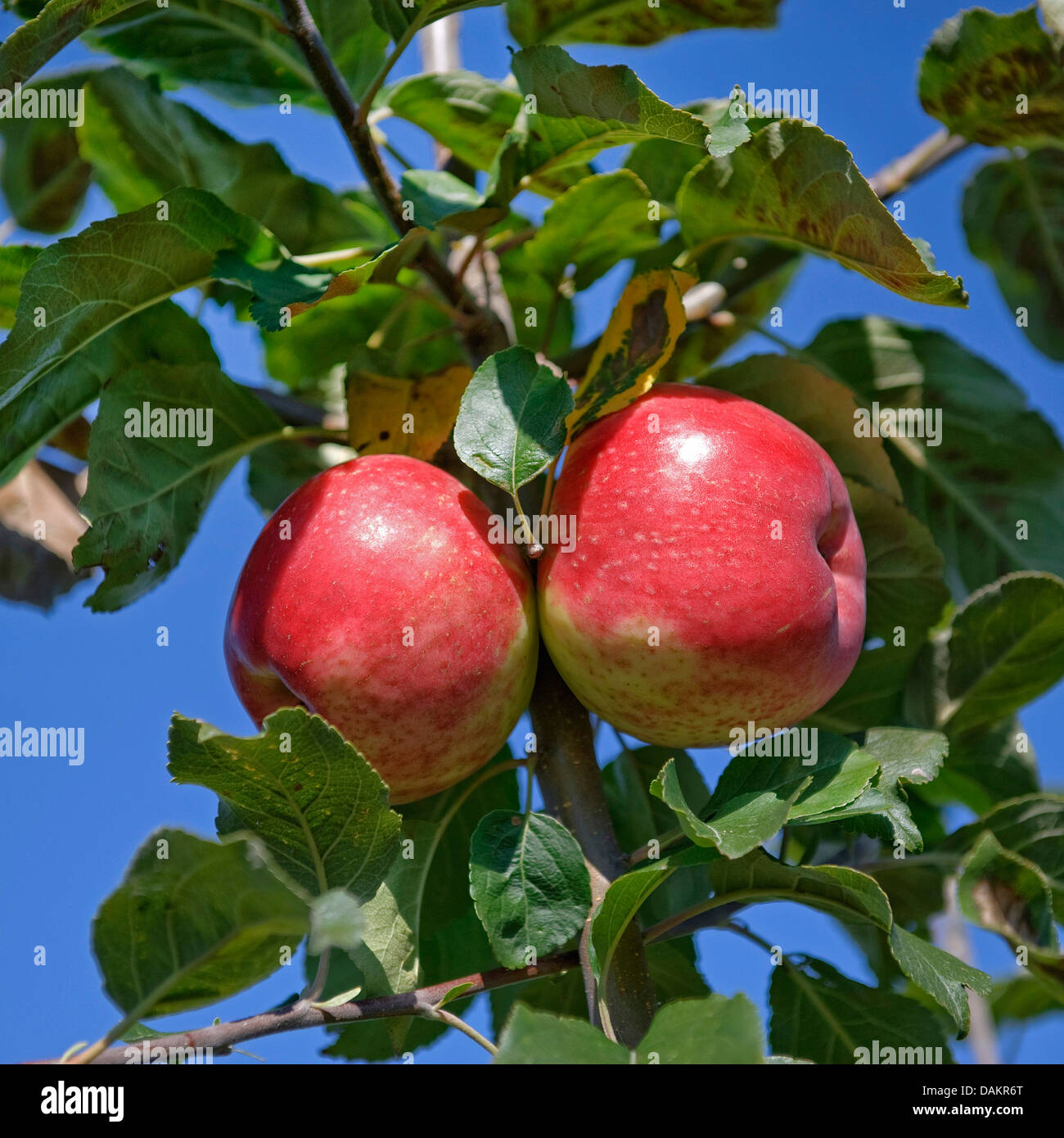 apple tree (Malus domestica 'Gascoynes Scharlachroter', Malus domestica Gascoynes Scharlachroter), cultivar Gascoynes Scharlachroter Stock Photo