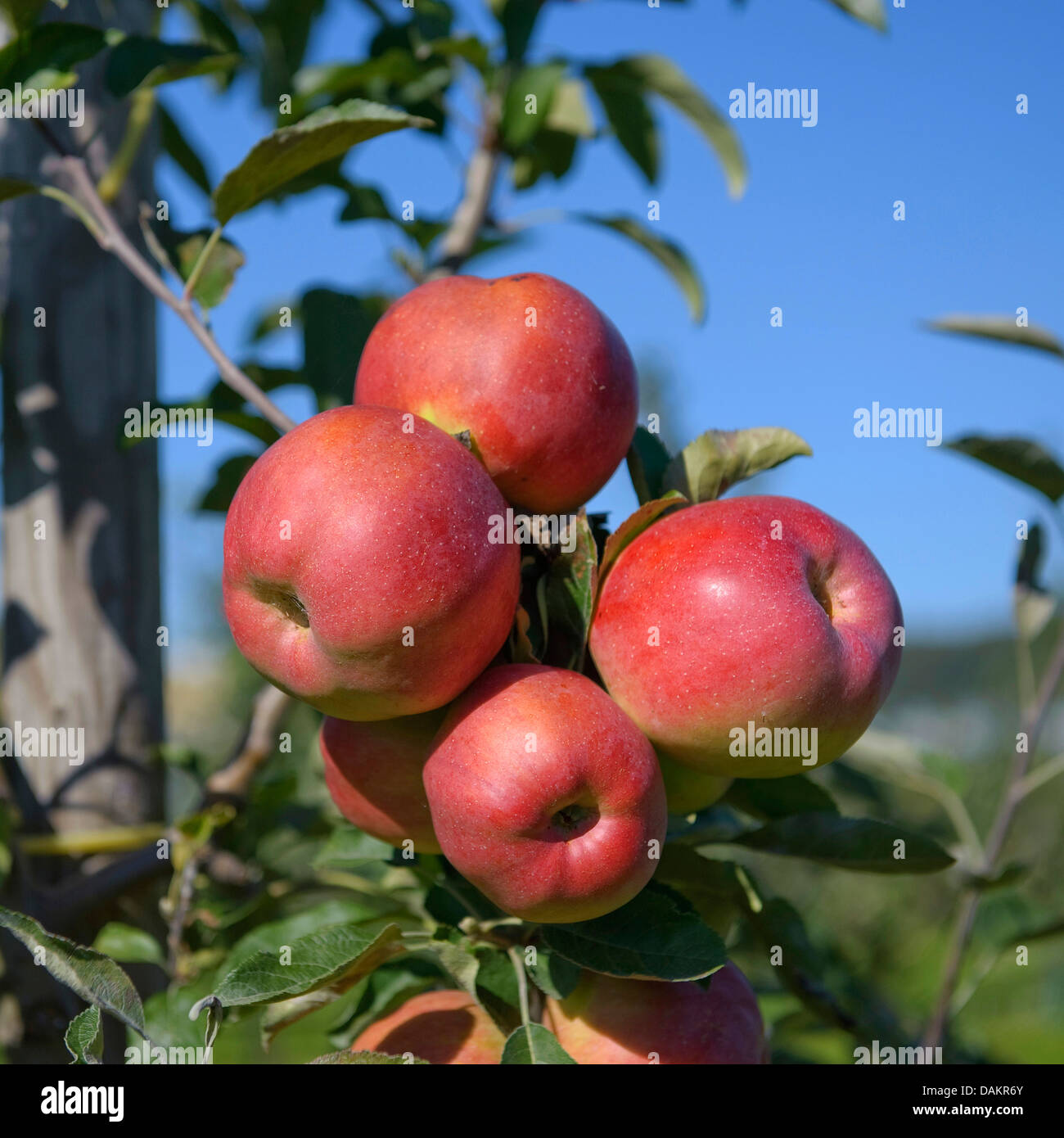 apple tree (Malus domestica 'Gestreifter Herbstkalvill', Malus domestica Gestreifter Herbstkalvillter), cultivar Gestreifter Herbstkalvill Stock Photo
