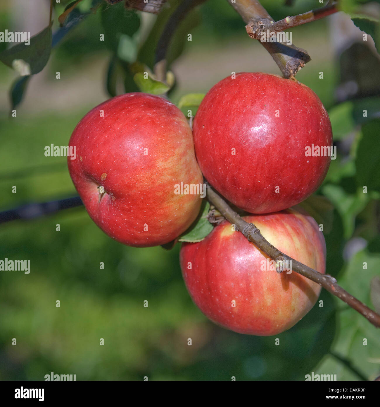 apple tree (Malus domestica 'Schoener von Herrnhut', Malus domestica Schoener von Herrnhut), cultivar Schoener von Herrnhut Stock Photo