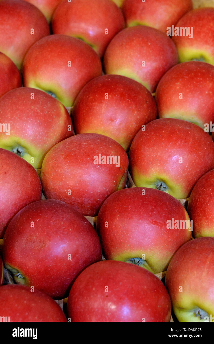 apple tree (Malus domestica 'Kanzi', Malus domestica Kanzi), cultivar