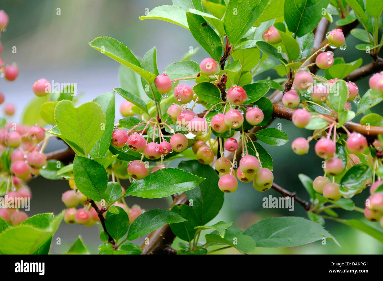 ornamental apple tree (Malus toringo var. sargentii, Malus sargentii), branch with fruits Stock Photo