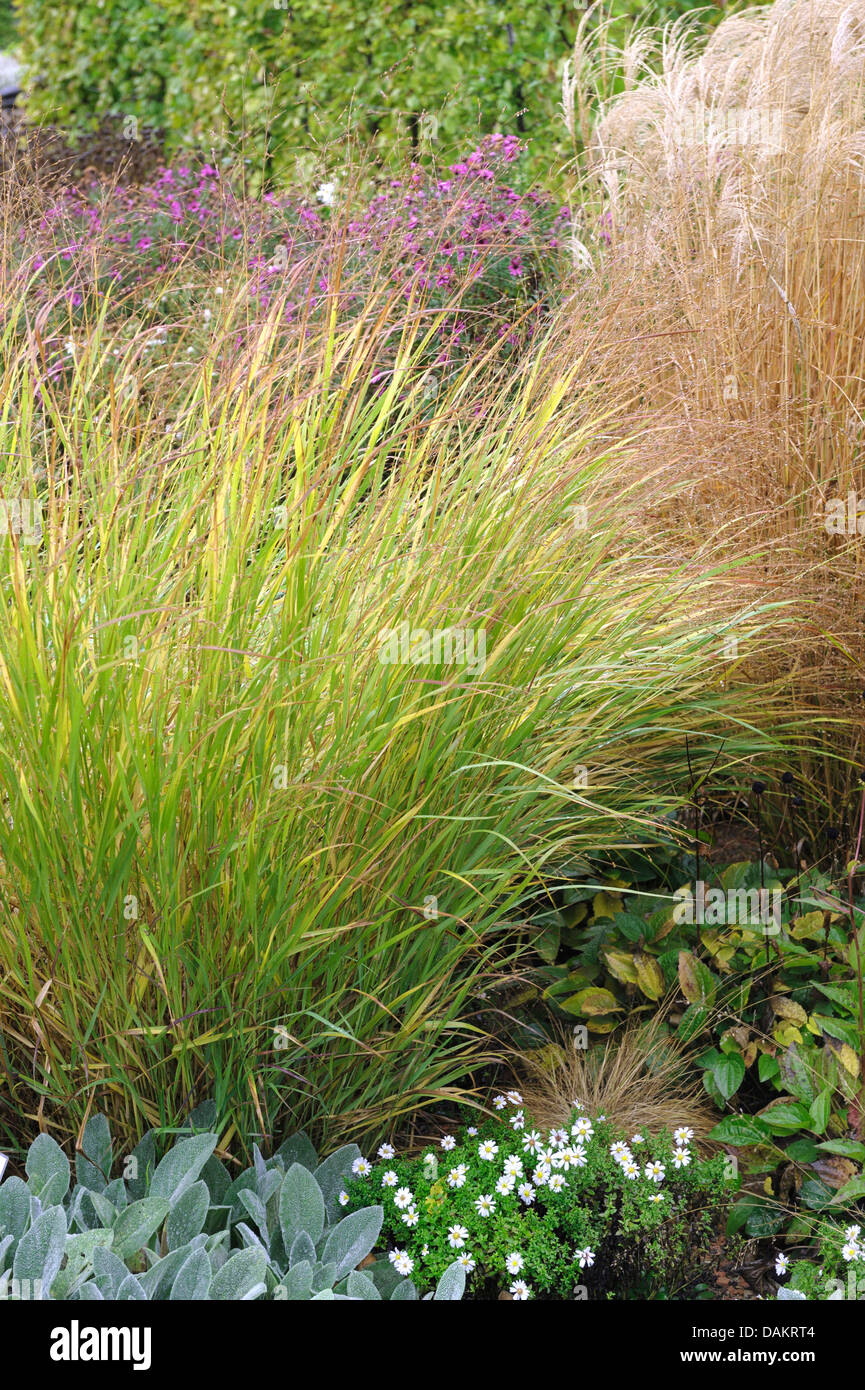 old switch panic grass (Panicum virgatum 'Shenandoah', Panicum virgatum Shenandoah), cultivar Shenandoah Stock Photo