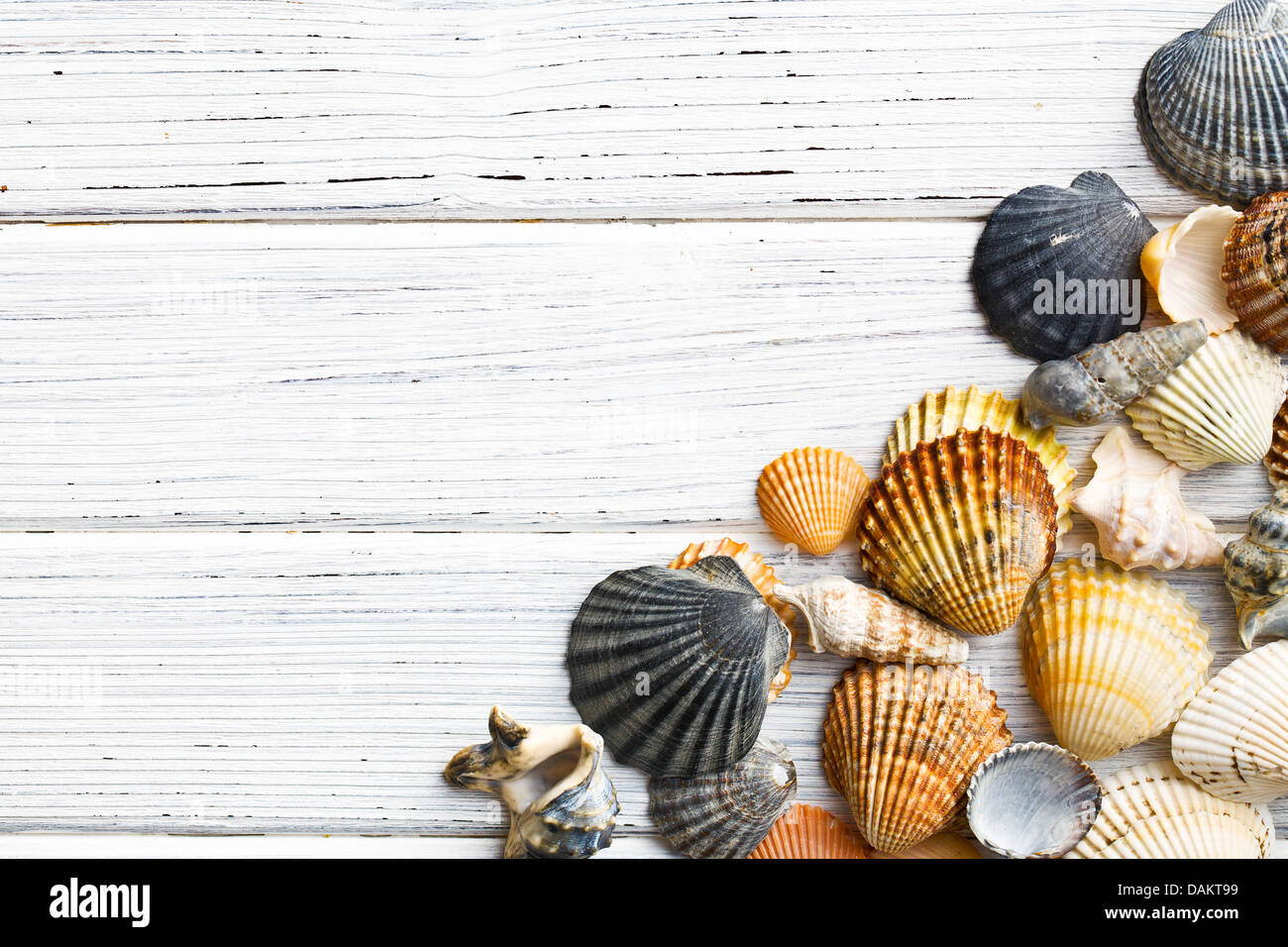 Nature table shell hi-res stock photography and images - Alamy
