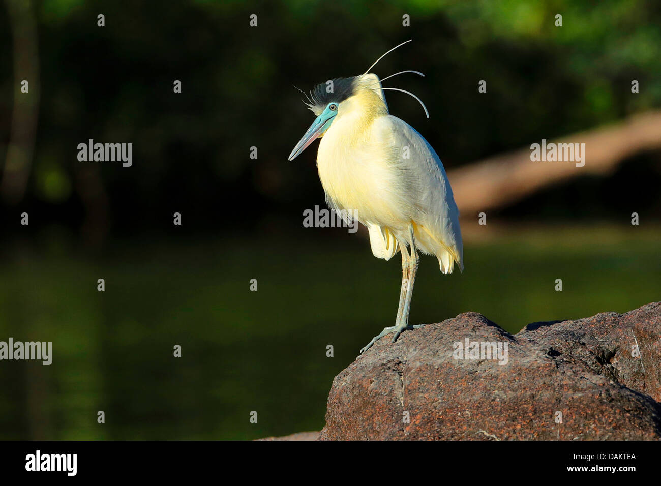 Capped heron (Pilherodius pileatus), standing on a stone, Brazil, Cristalino Stock Photo