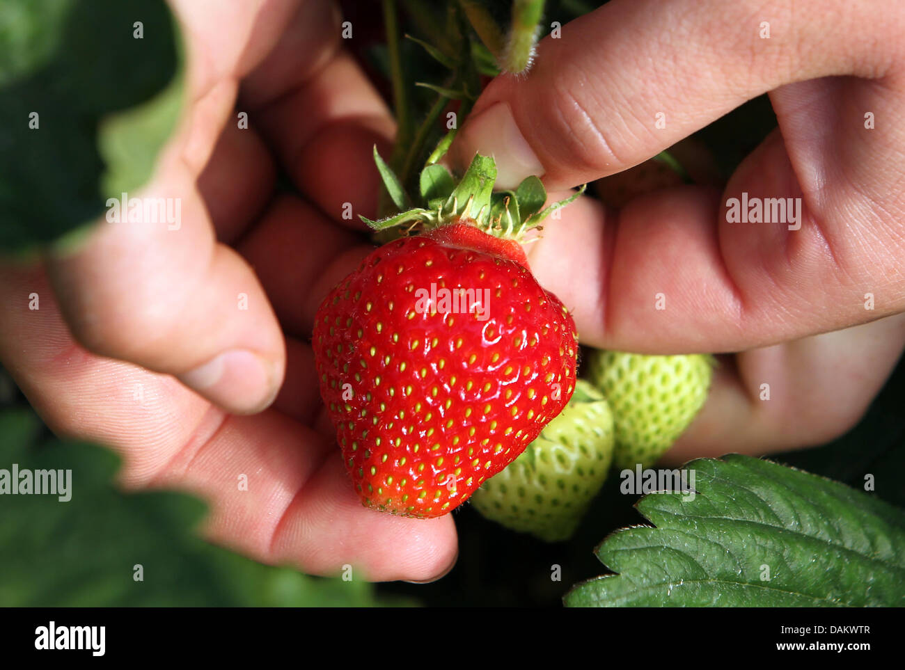 The first strawberries of the season are ripe and harvesting has