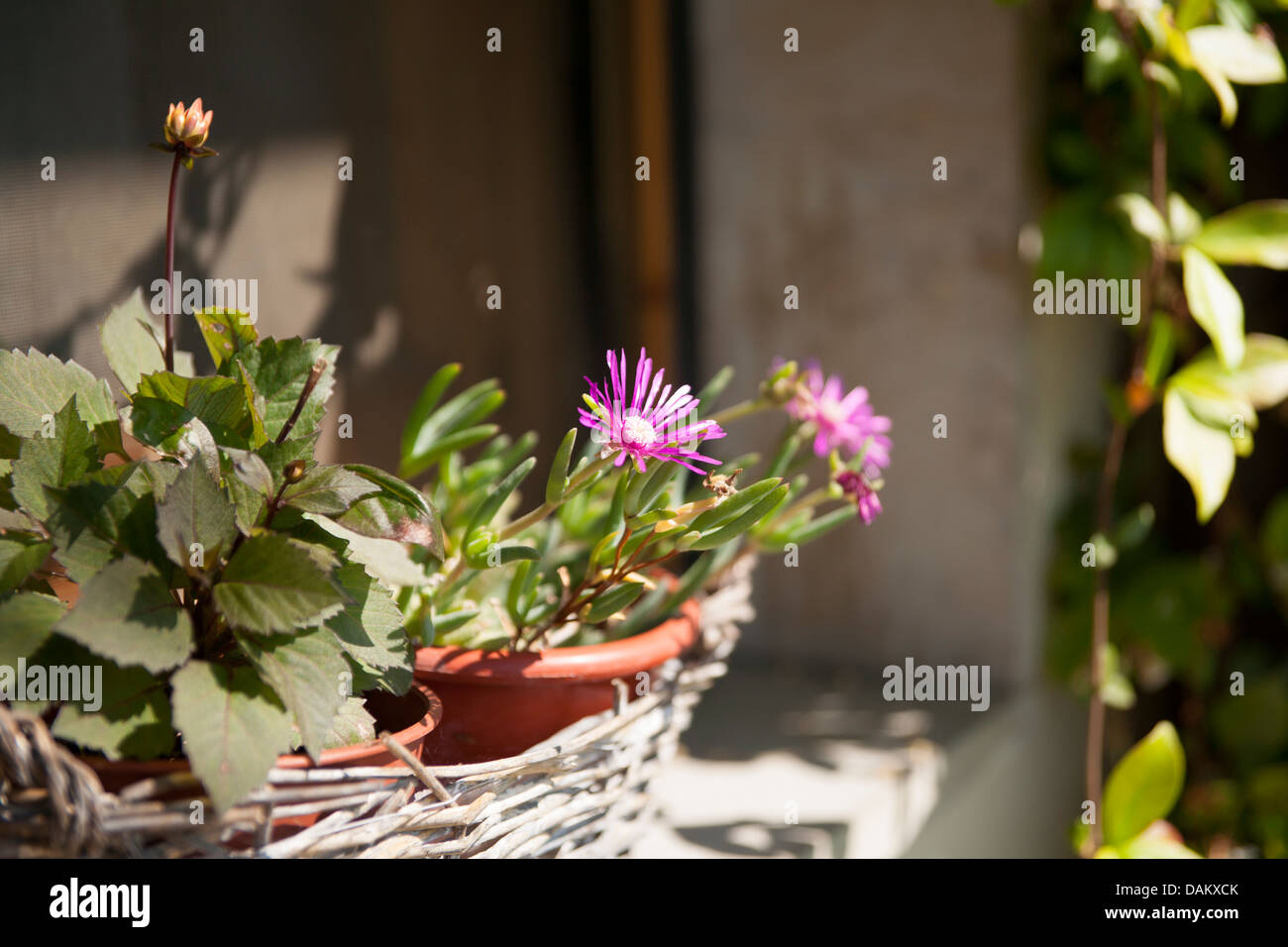 Flowerbeds Backyard Stock Photos & Flowerbeds Backyard Stock Images - Alamy